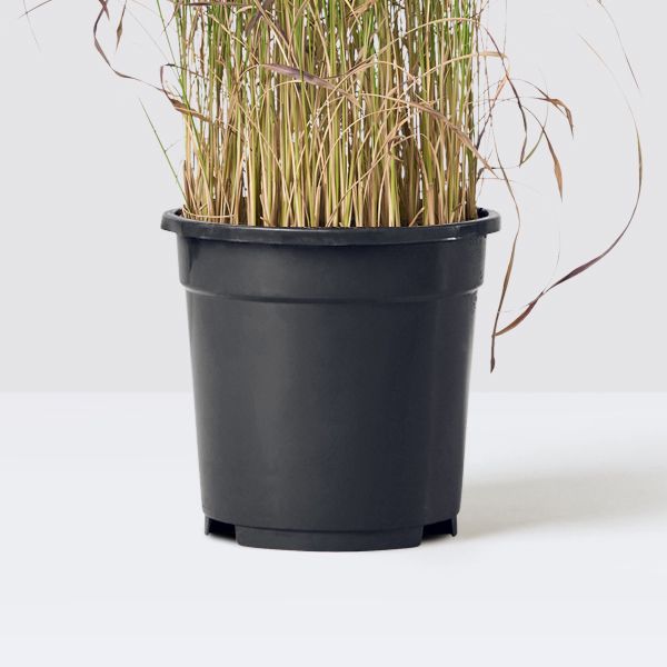 Imperata cylindrica 'Red Baron'