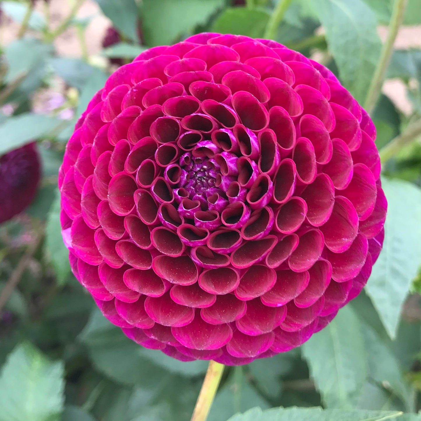 Summer flowering