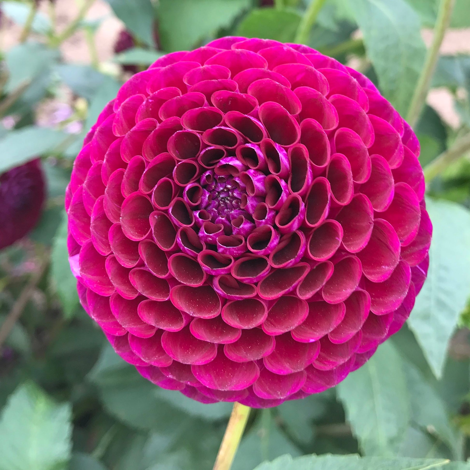 Summer flowering