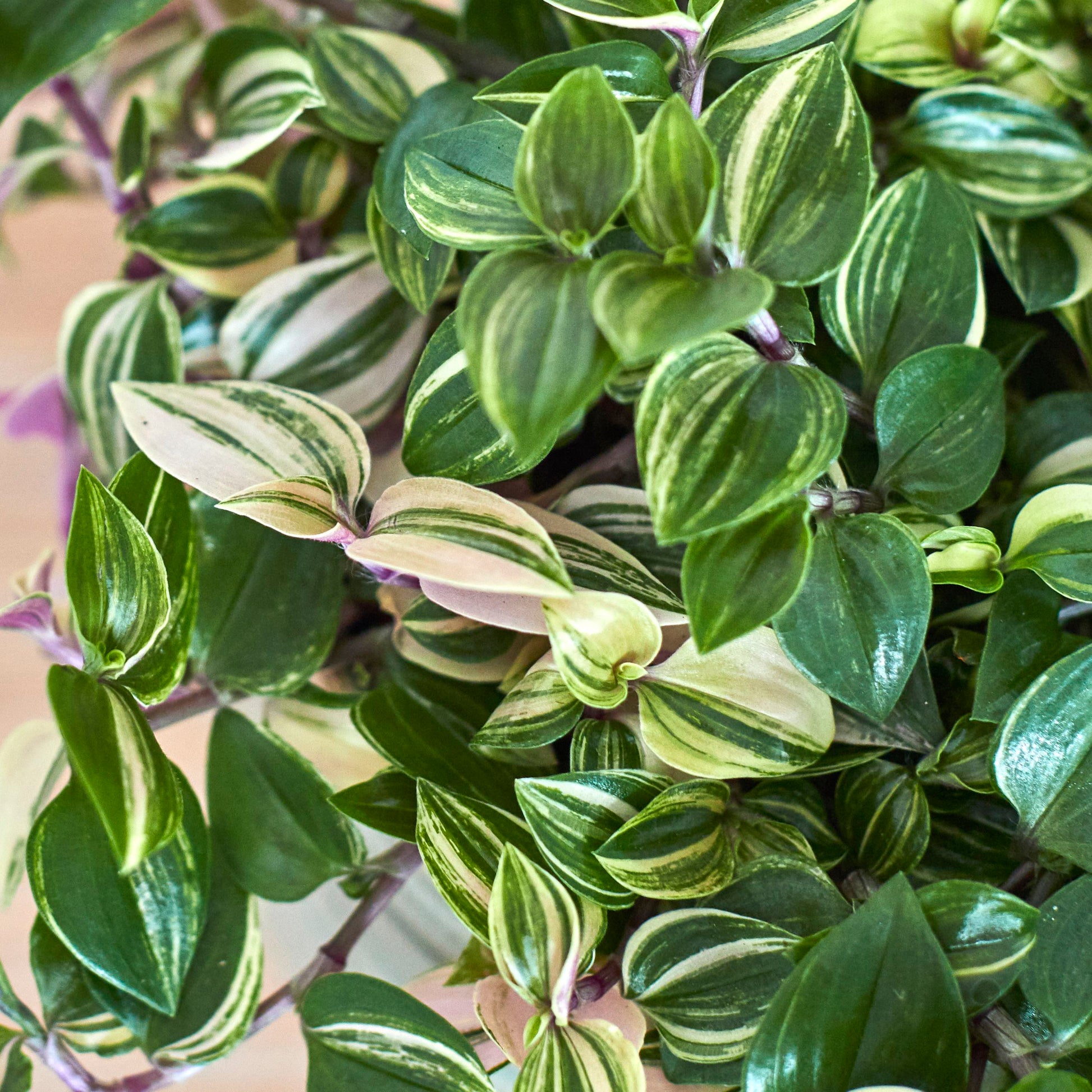 Tradescantia Fluminensis Quadricolour