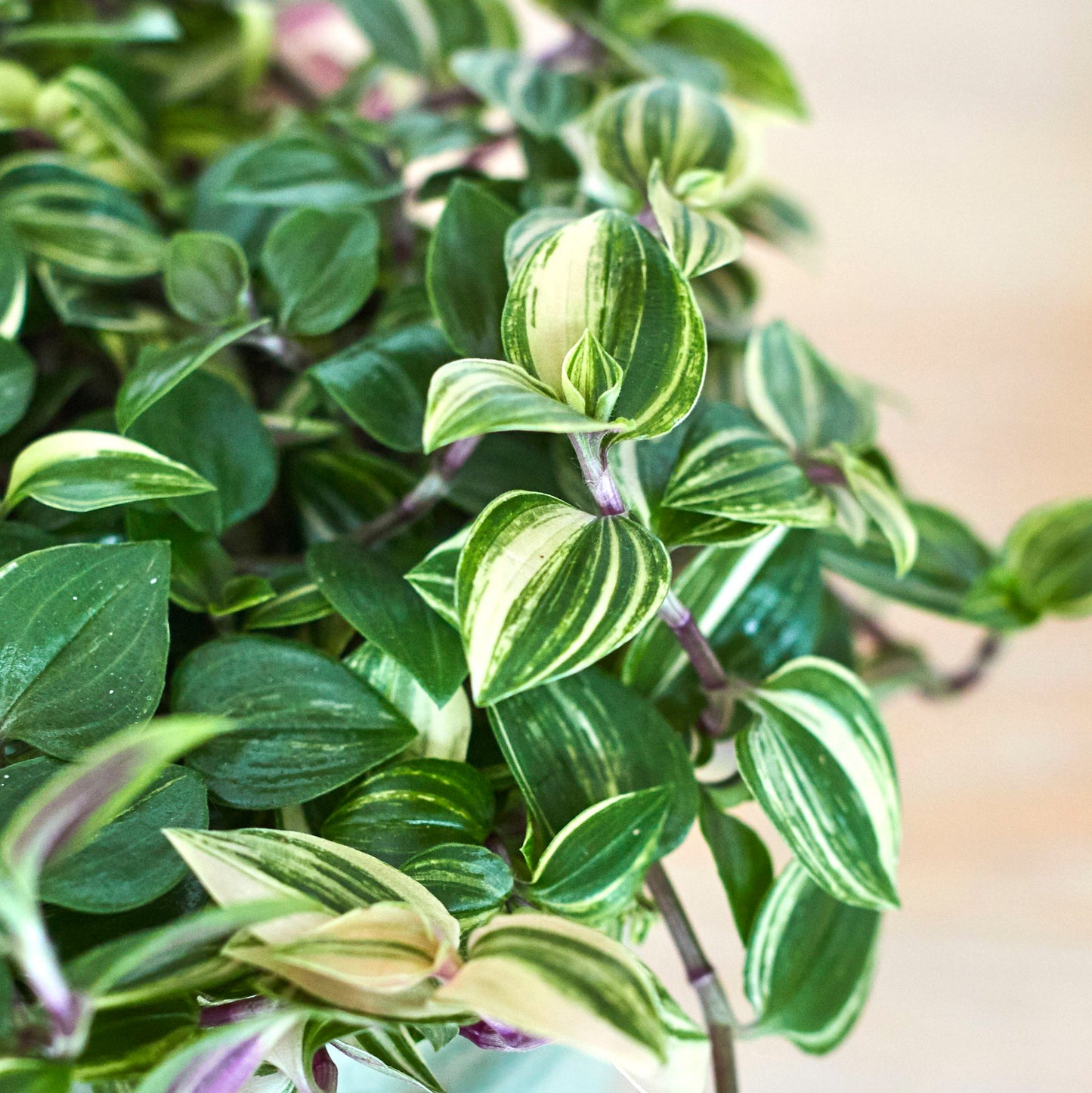 Tradescantia Fluminensis Quadricolour