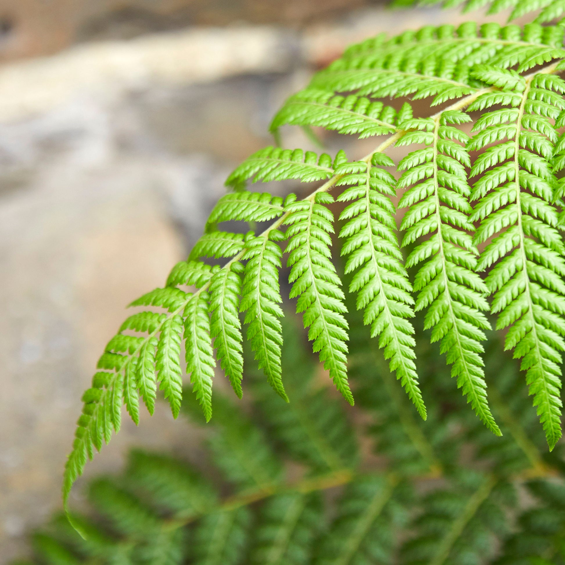 Tree Fern