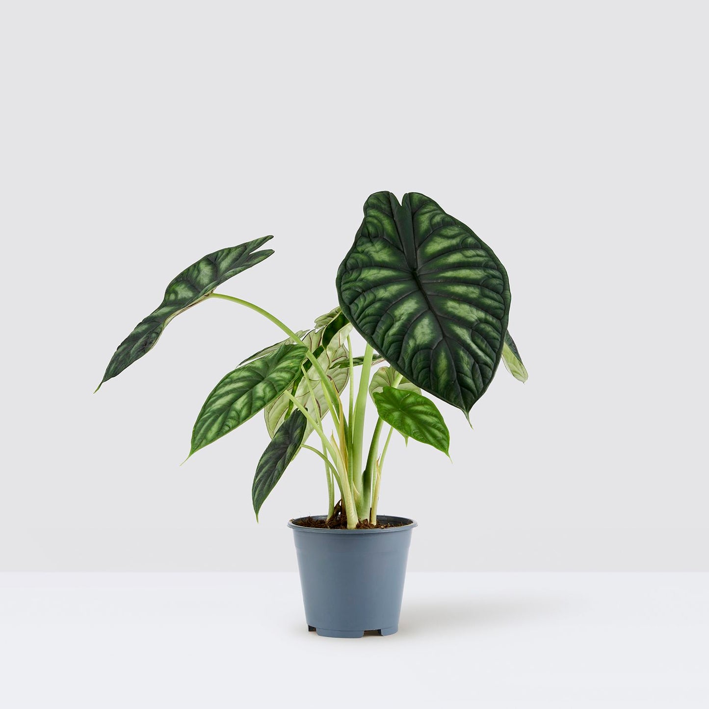 Alocasia Dragon scale