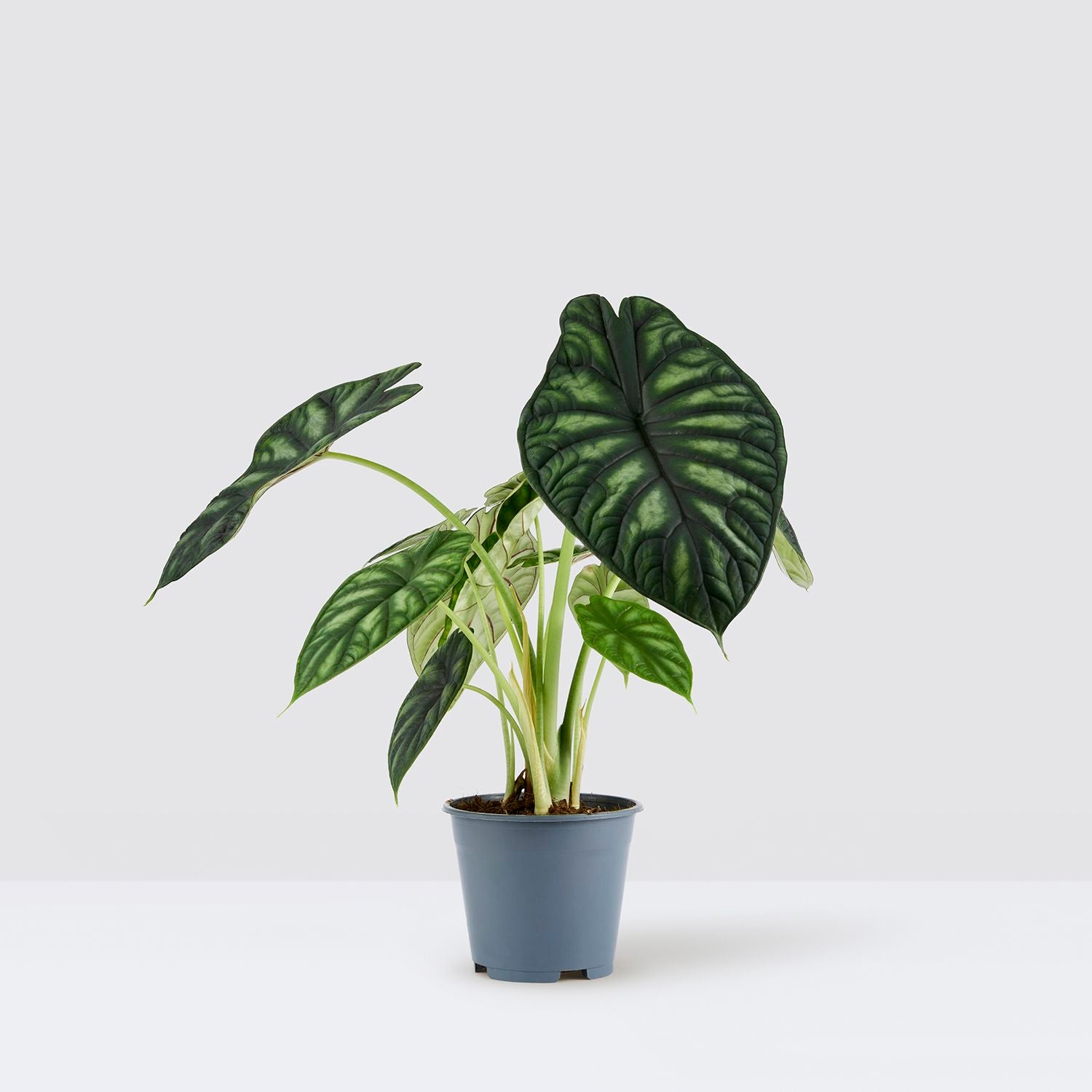 Alocasia Dragon scale