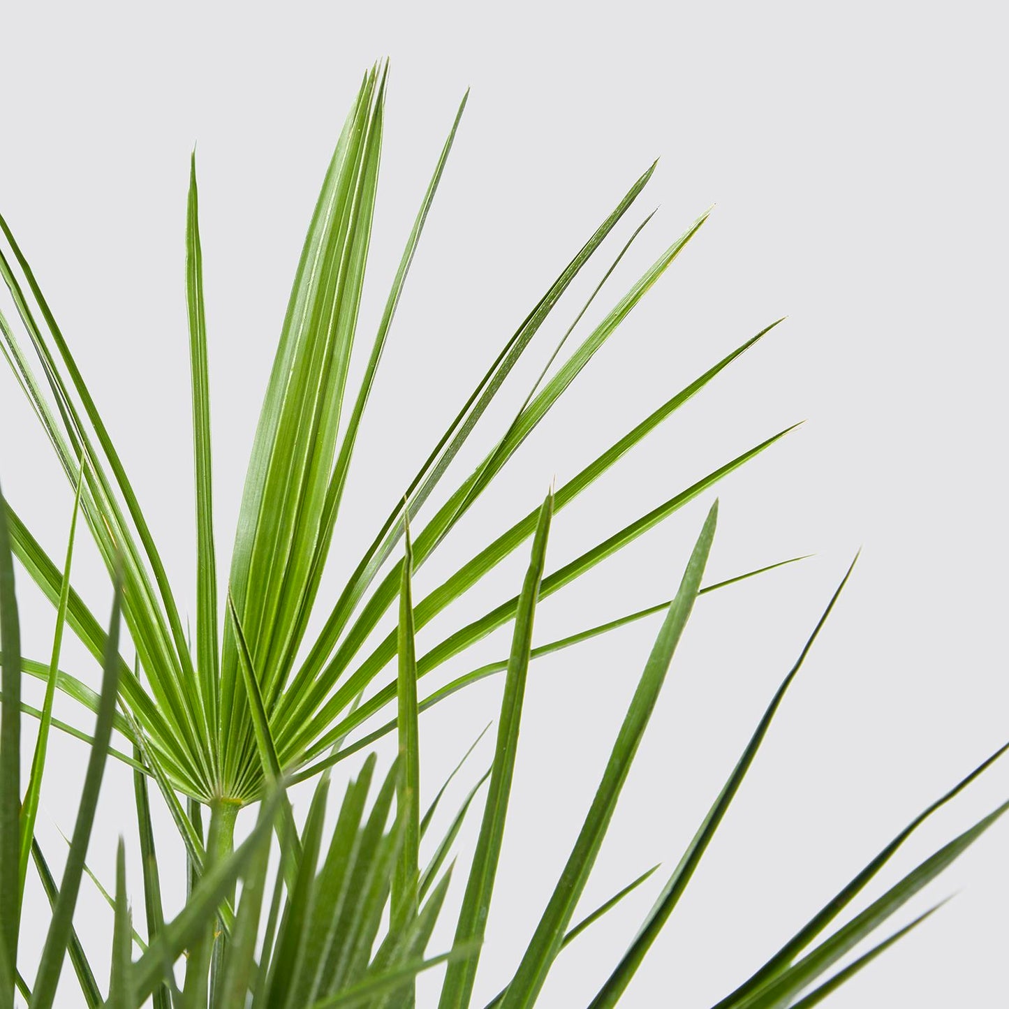 Chamaerops Humilis