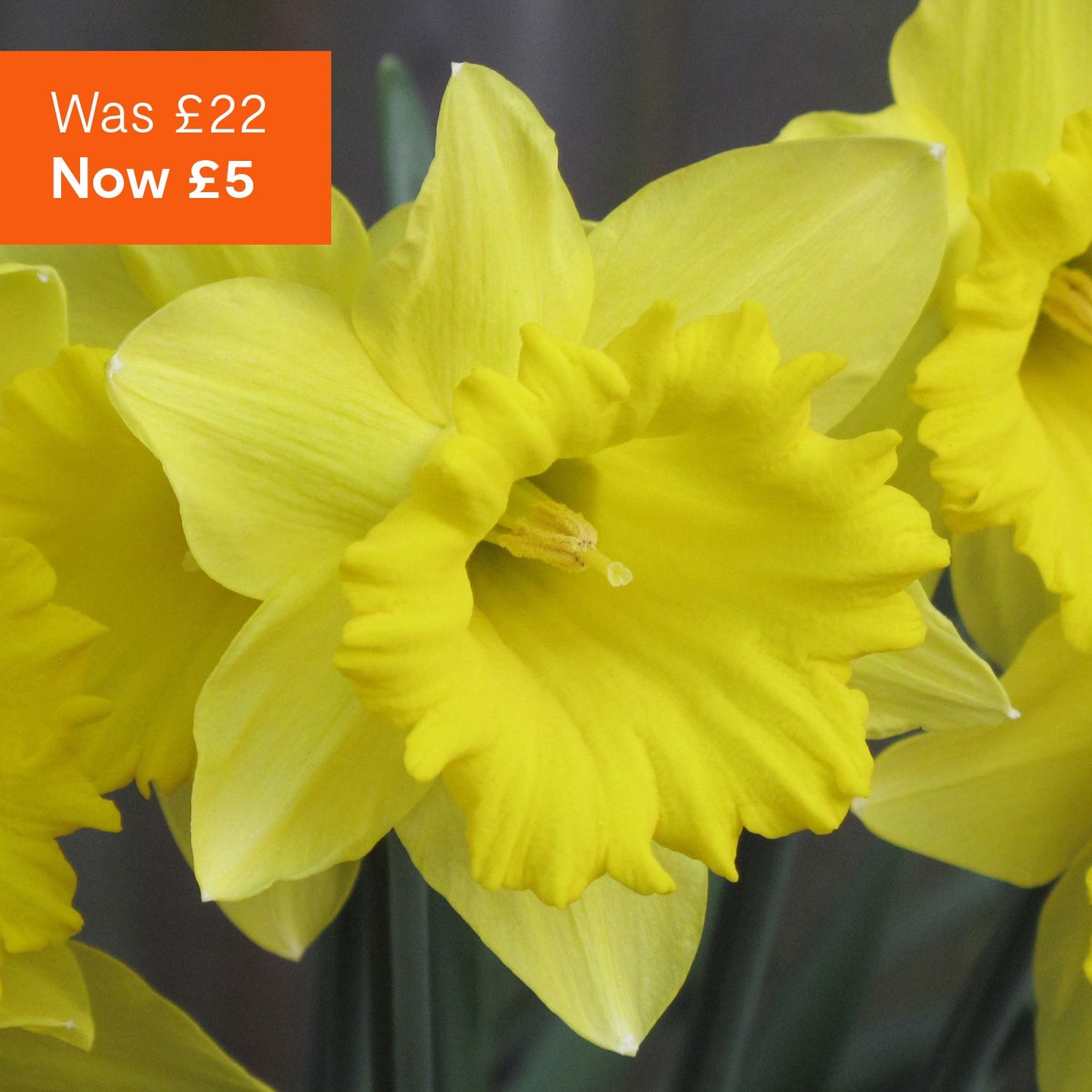 Daffodils spring bulbs