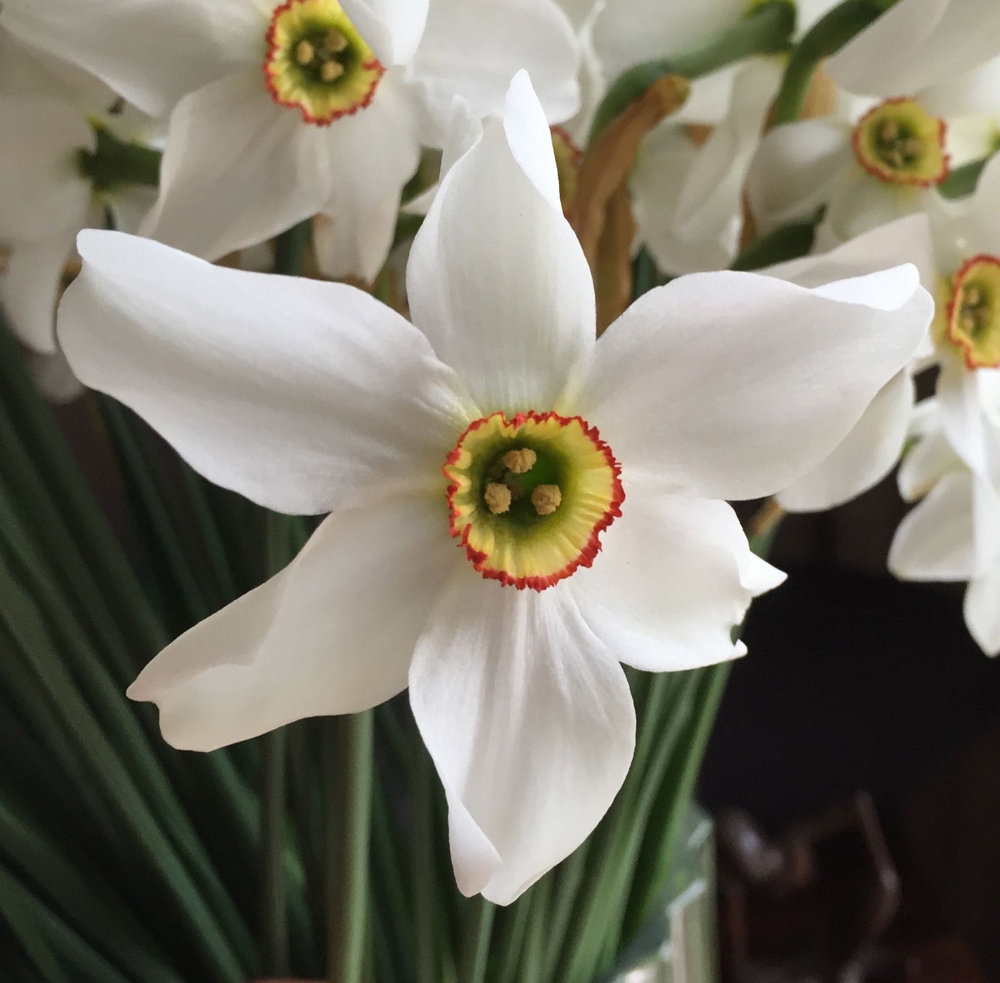 Cottage Garden spring bulbs