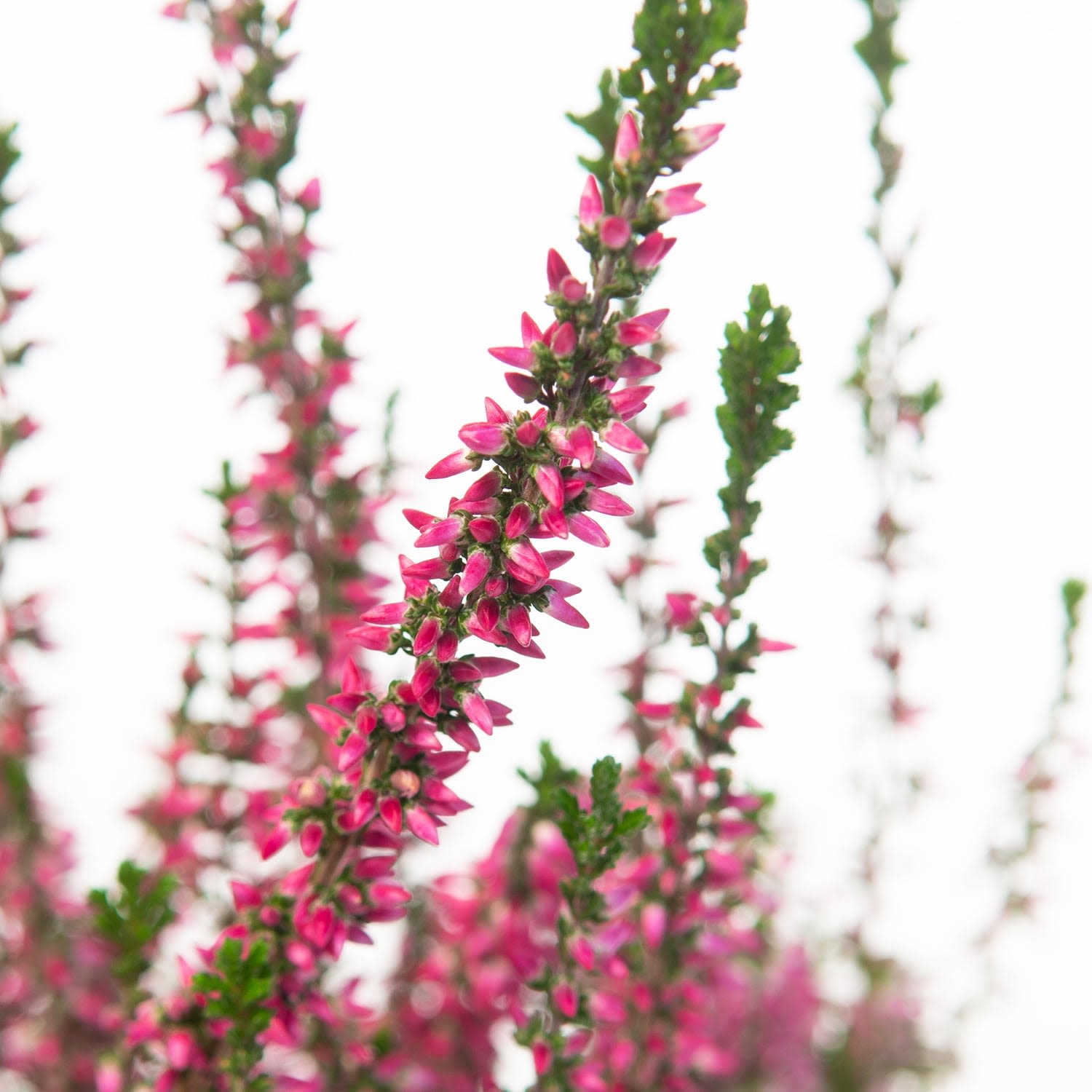 Heather - dark pink