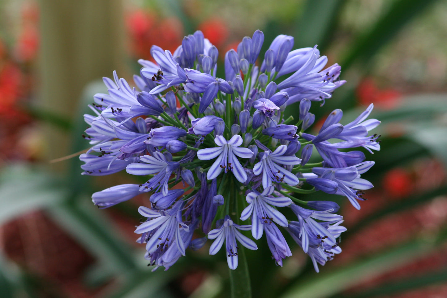 Summer flowering