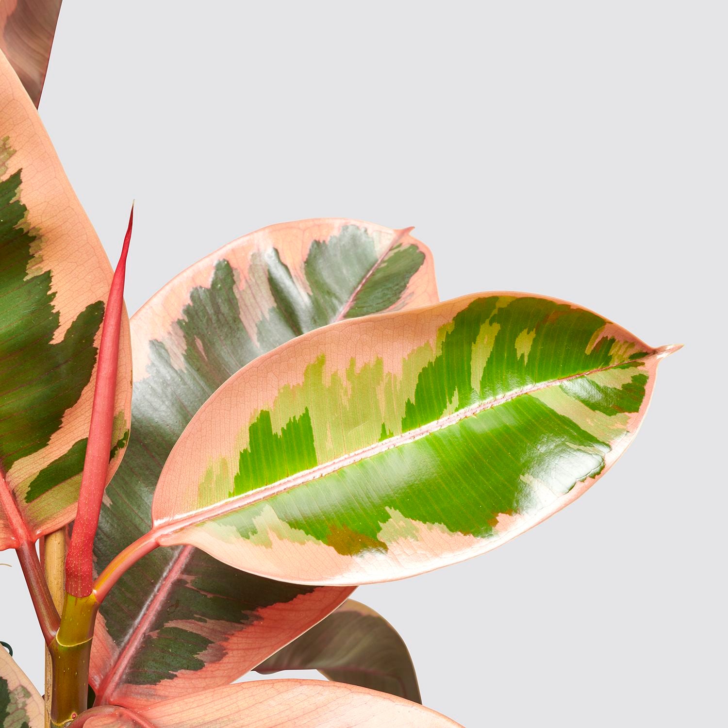 Ficus belize