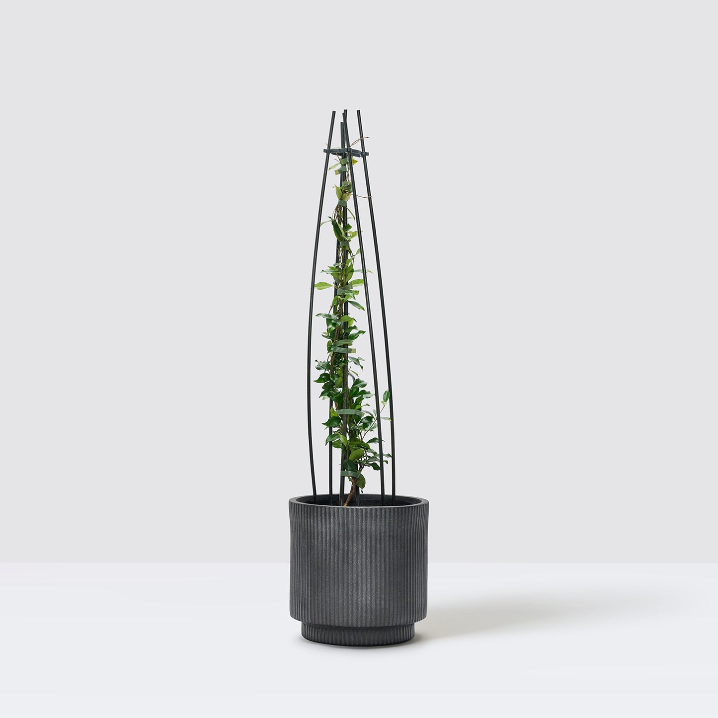 Star Jasmine - pink