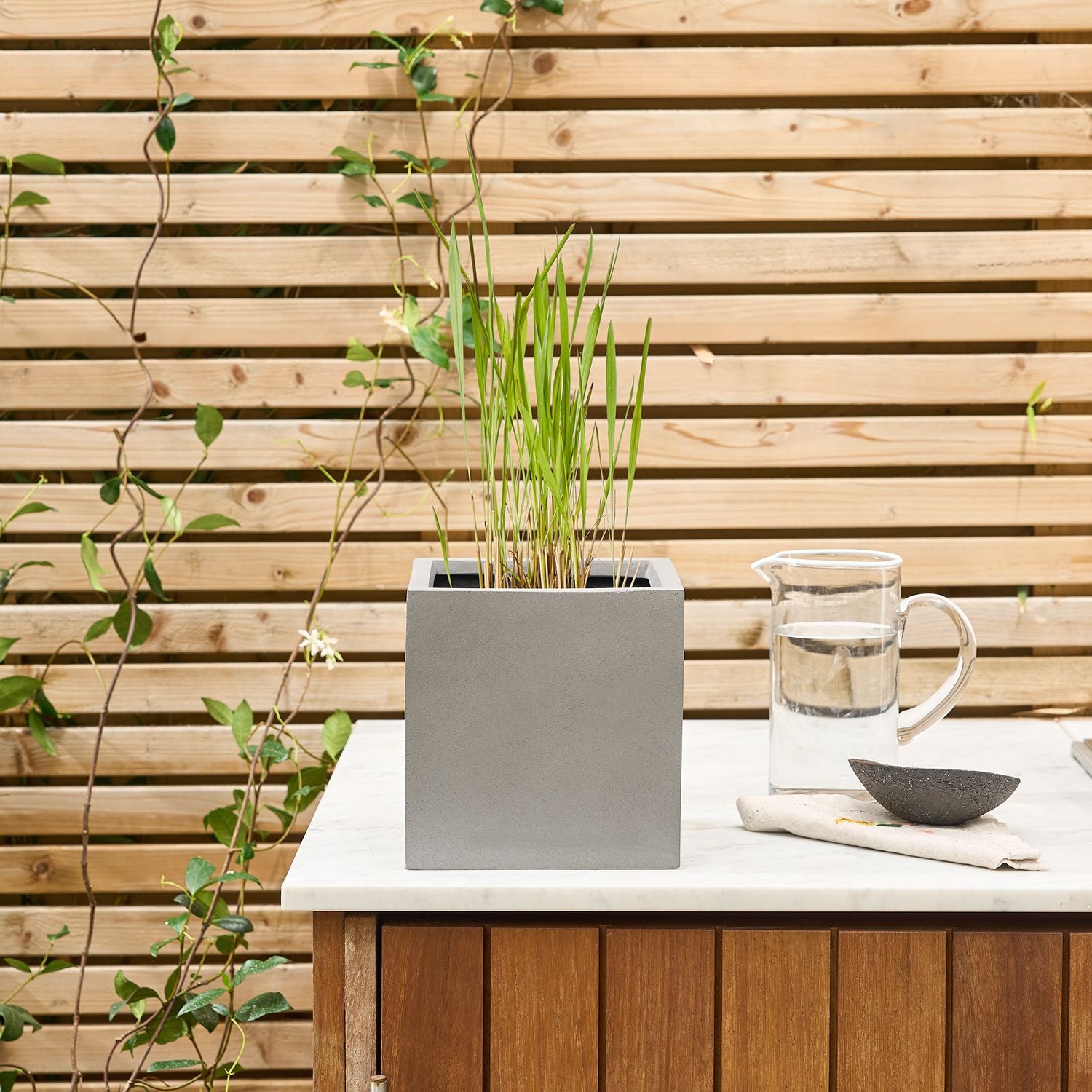 Miscanthus sinensis Strictus