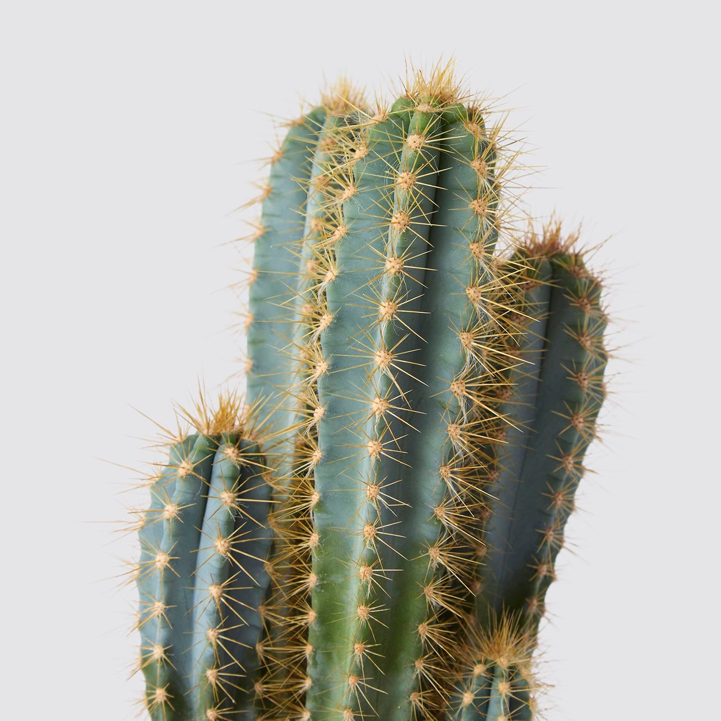 Pilosocereus azureus