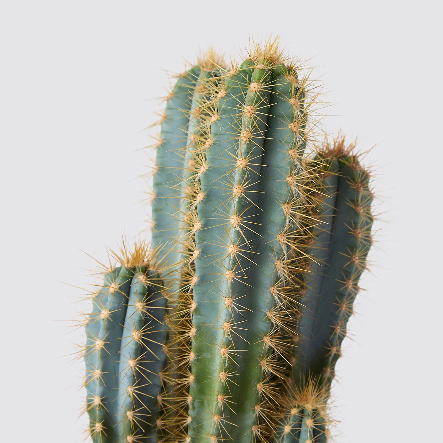 Pilosocereus azureus