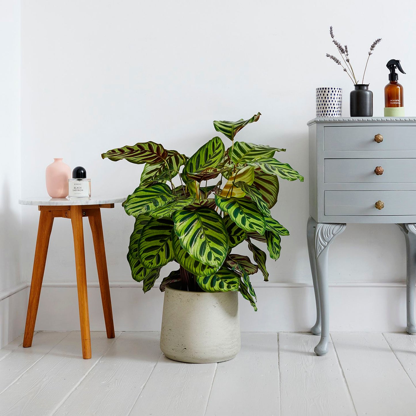 Calathea Makoyana