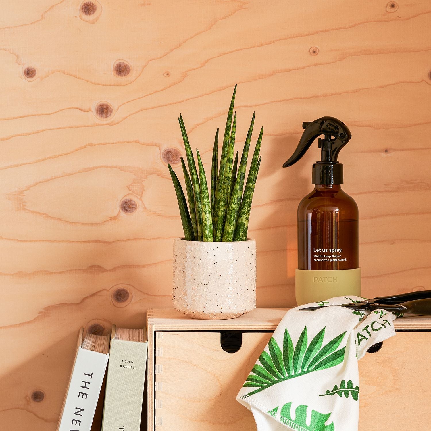 Sansevieria Mikado Fernwood