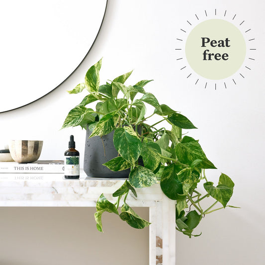 Marble Queen pothos