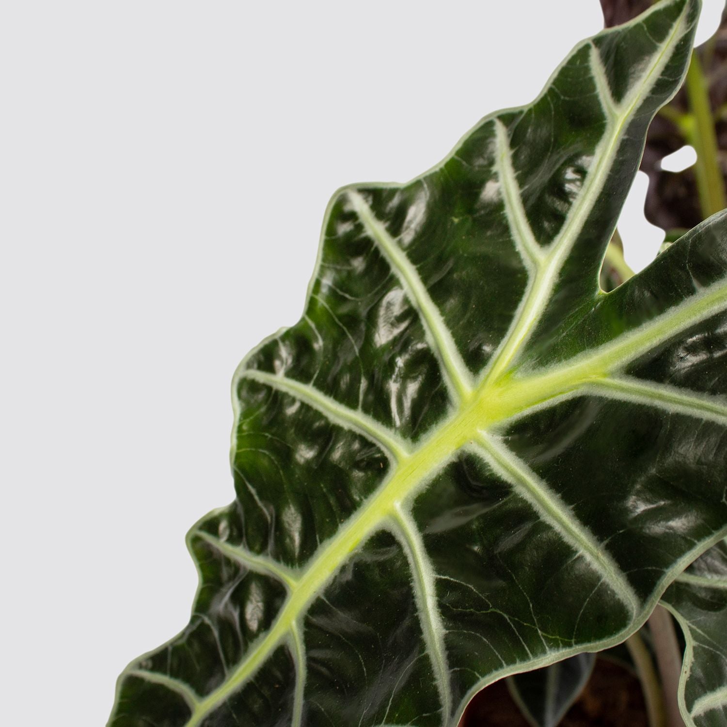 Alocasia Amazonica