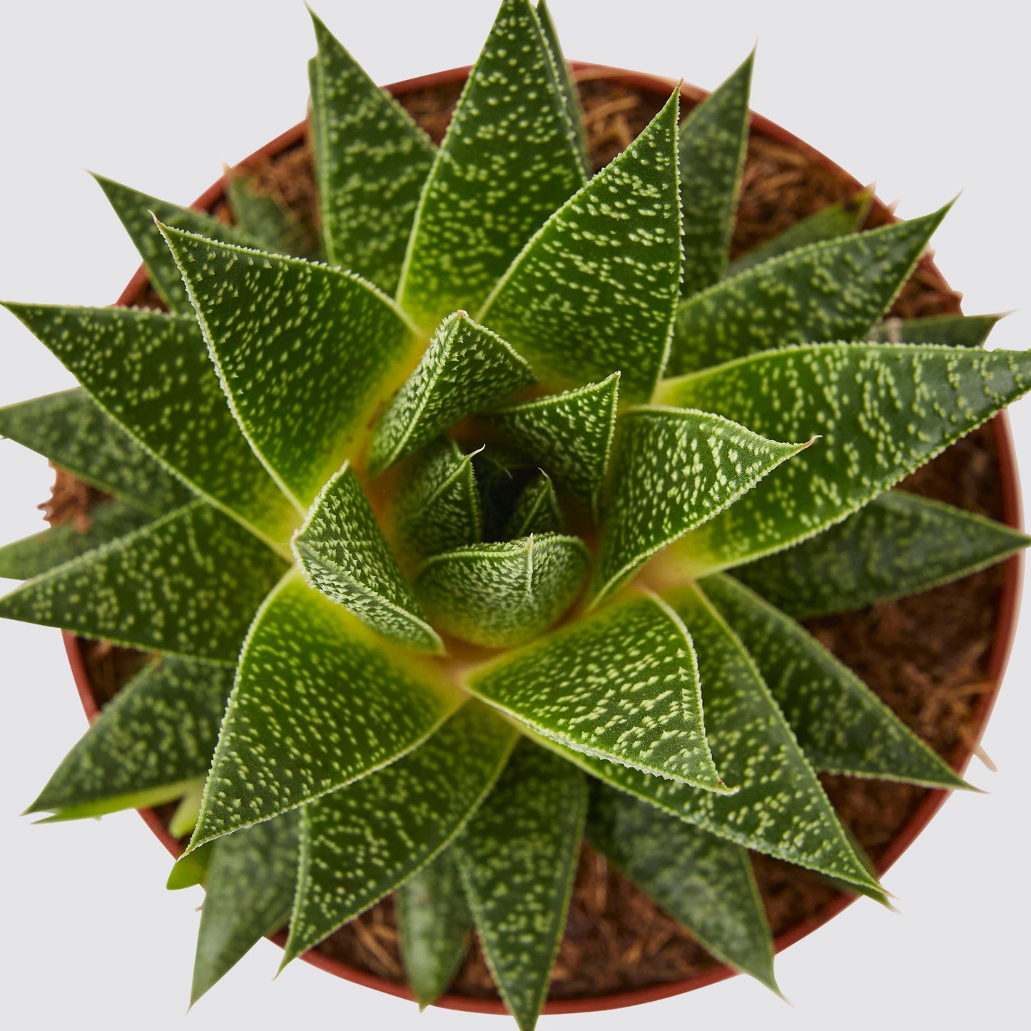 Gasteria duval