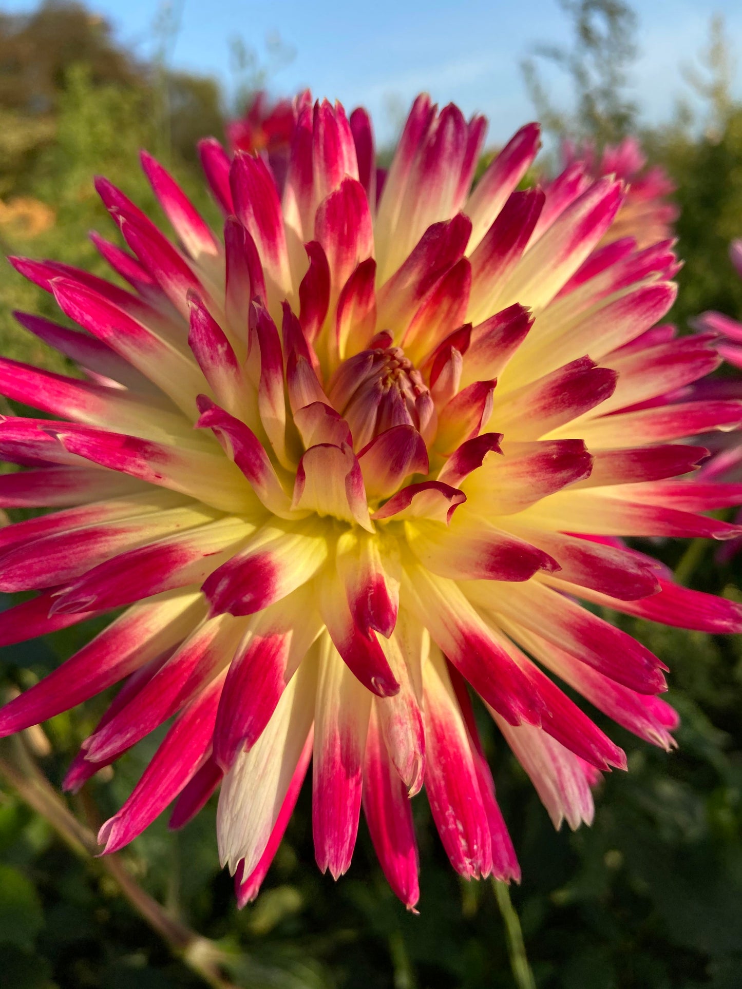 Summer flowering
