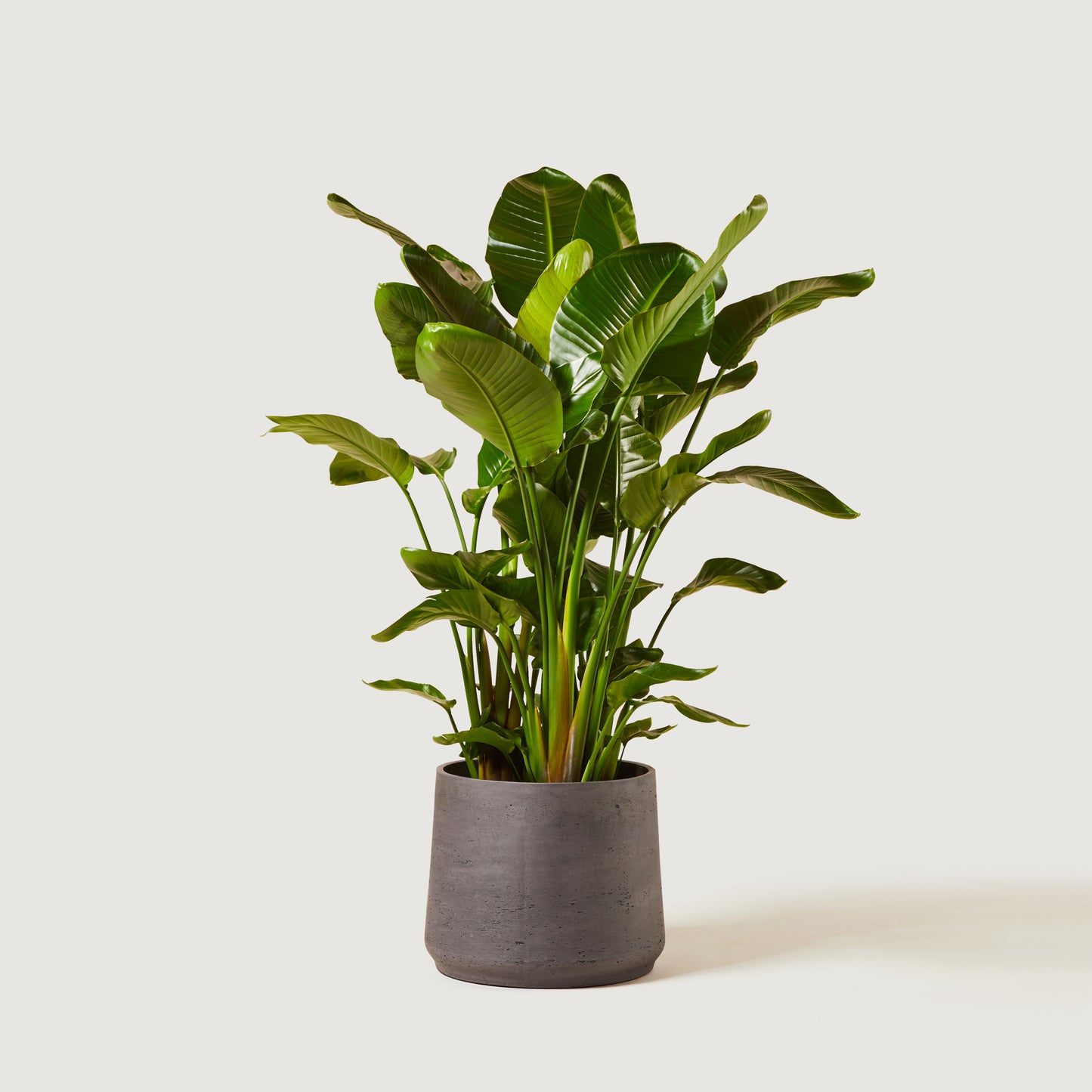 Nicolau