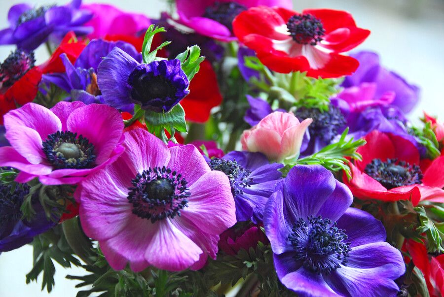 Summer flowering