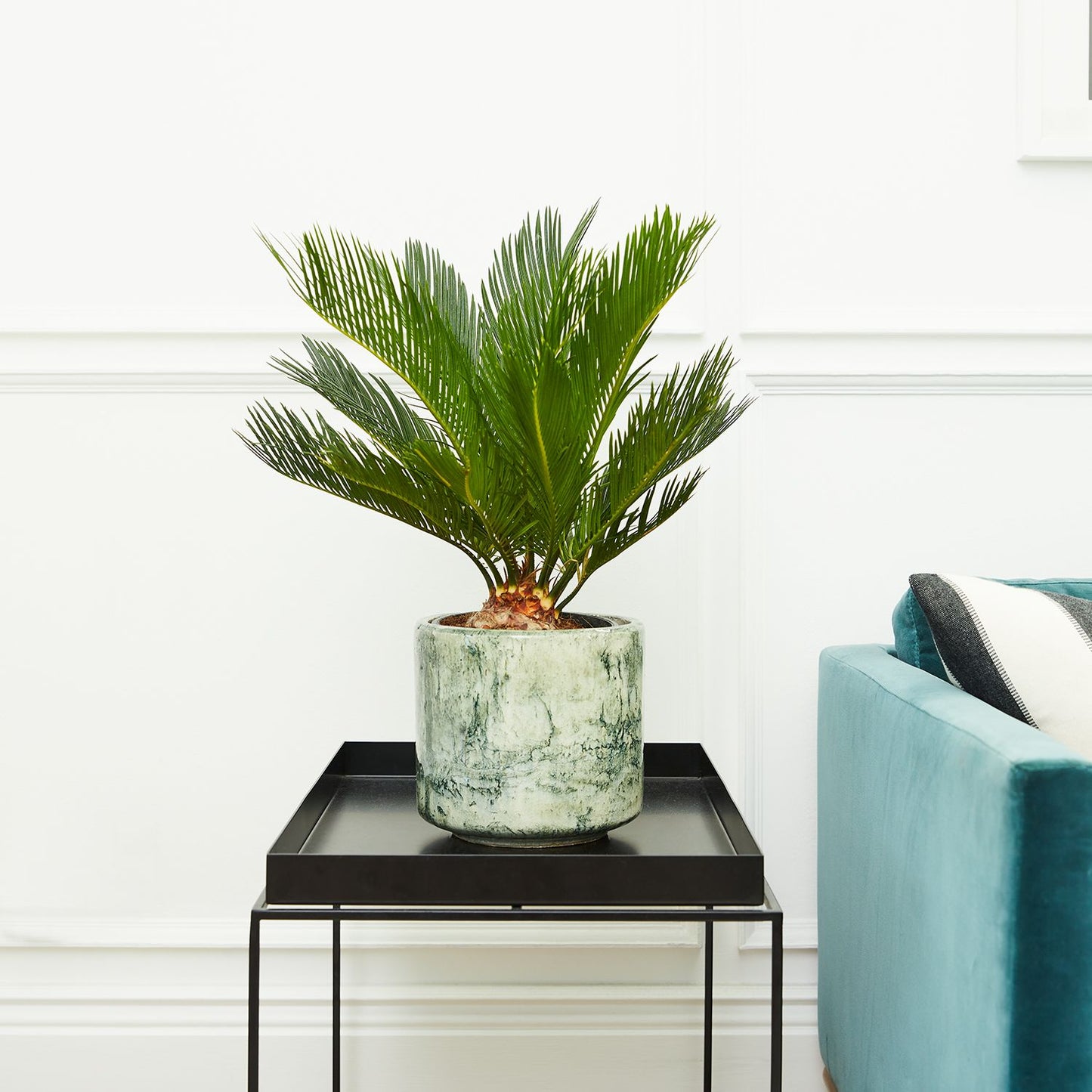 Cycad