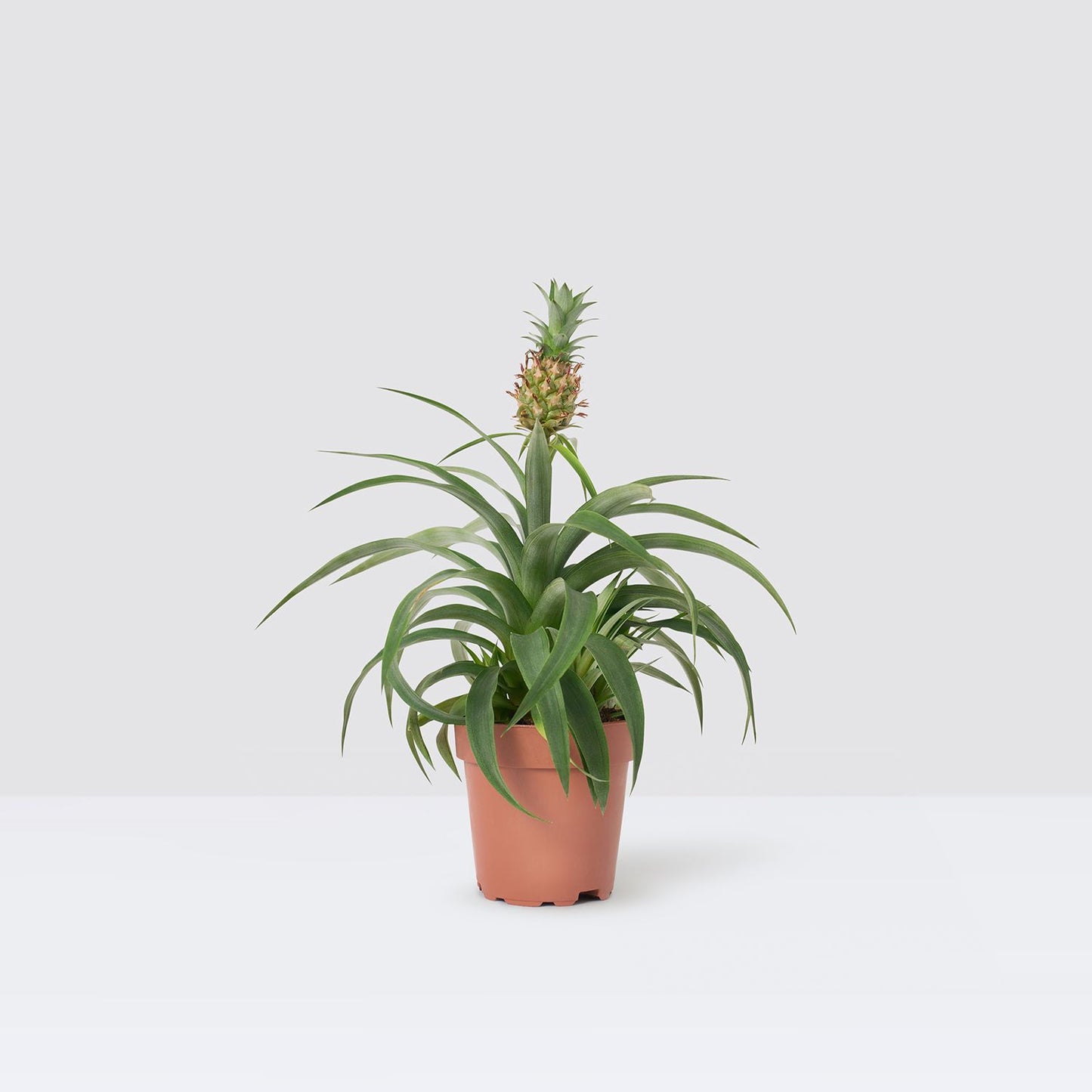 Piña
