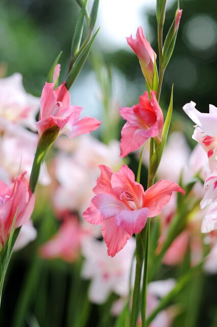 Summer flowering