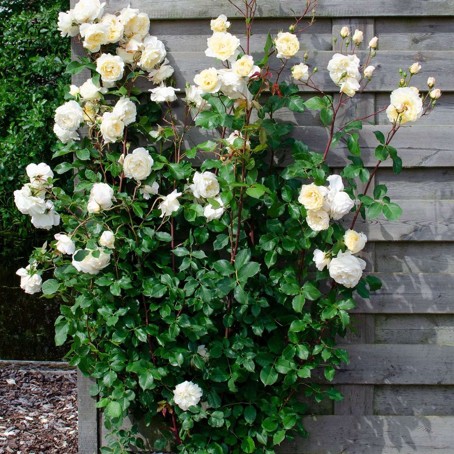 Climbing rose - white