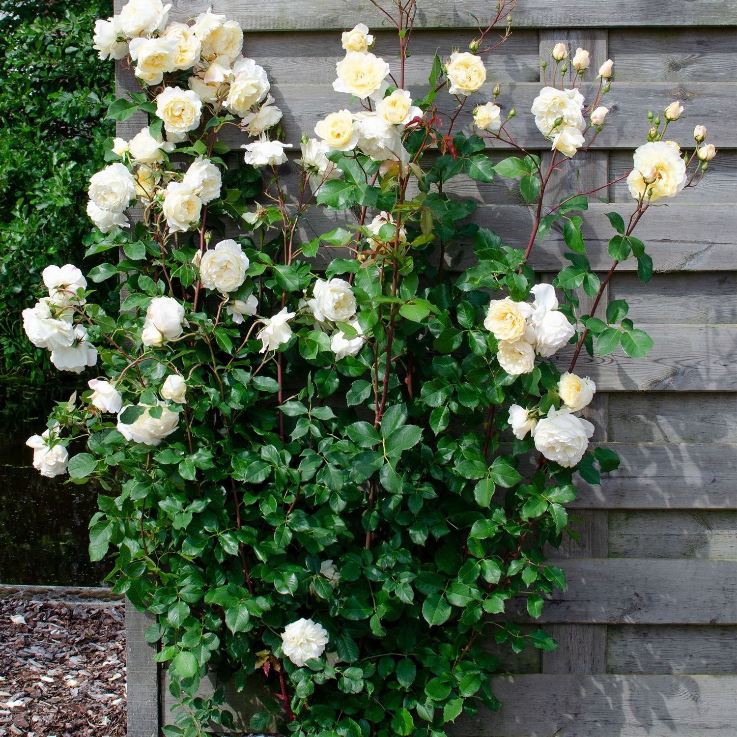 Climbing rose - white