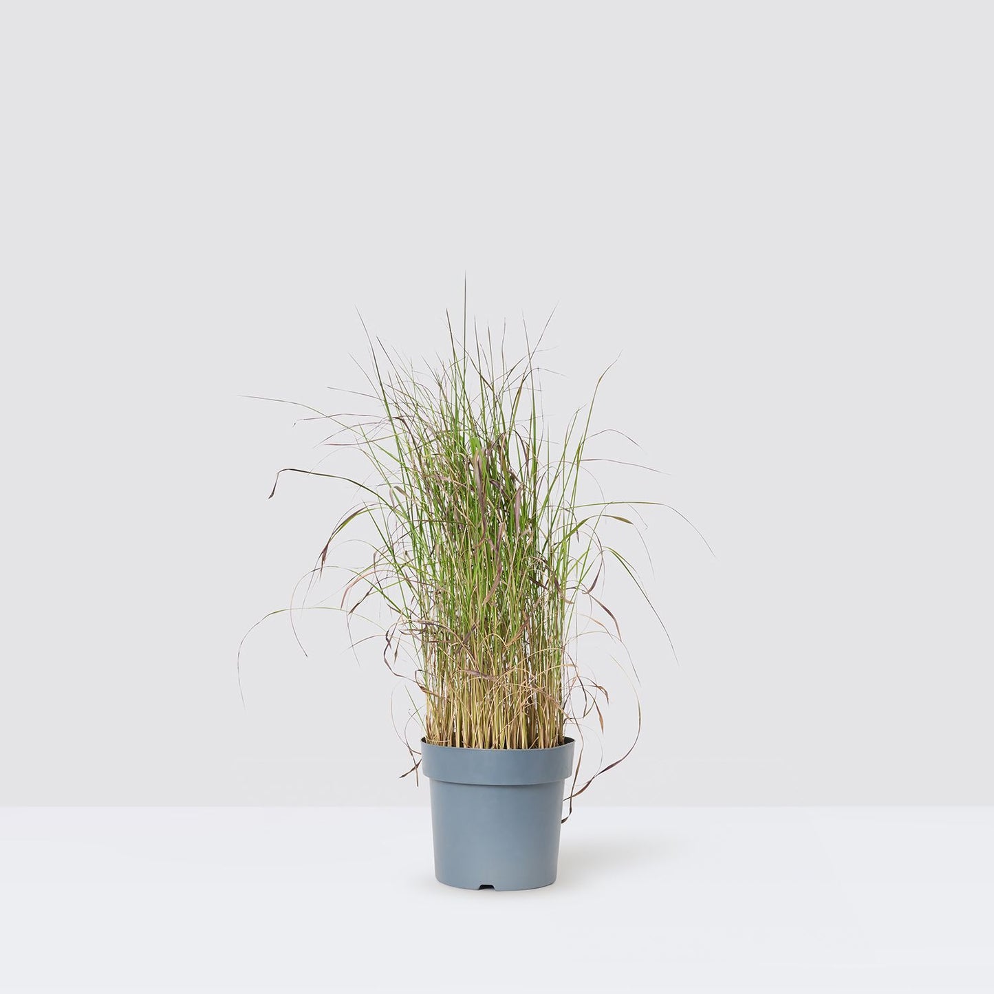 Imperata cylindrica 'Red Baron'