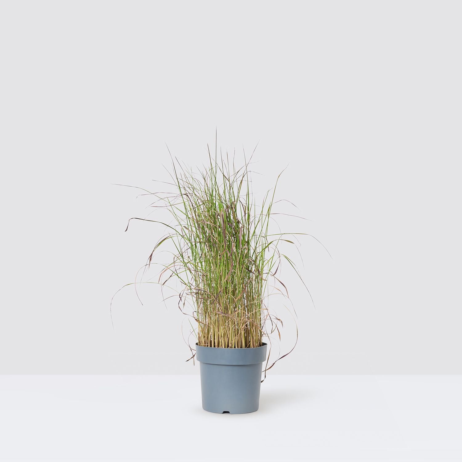 Imperata cylindrica 'Red Baron'