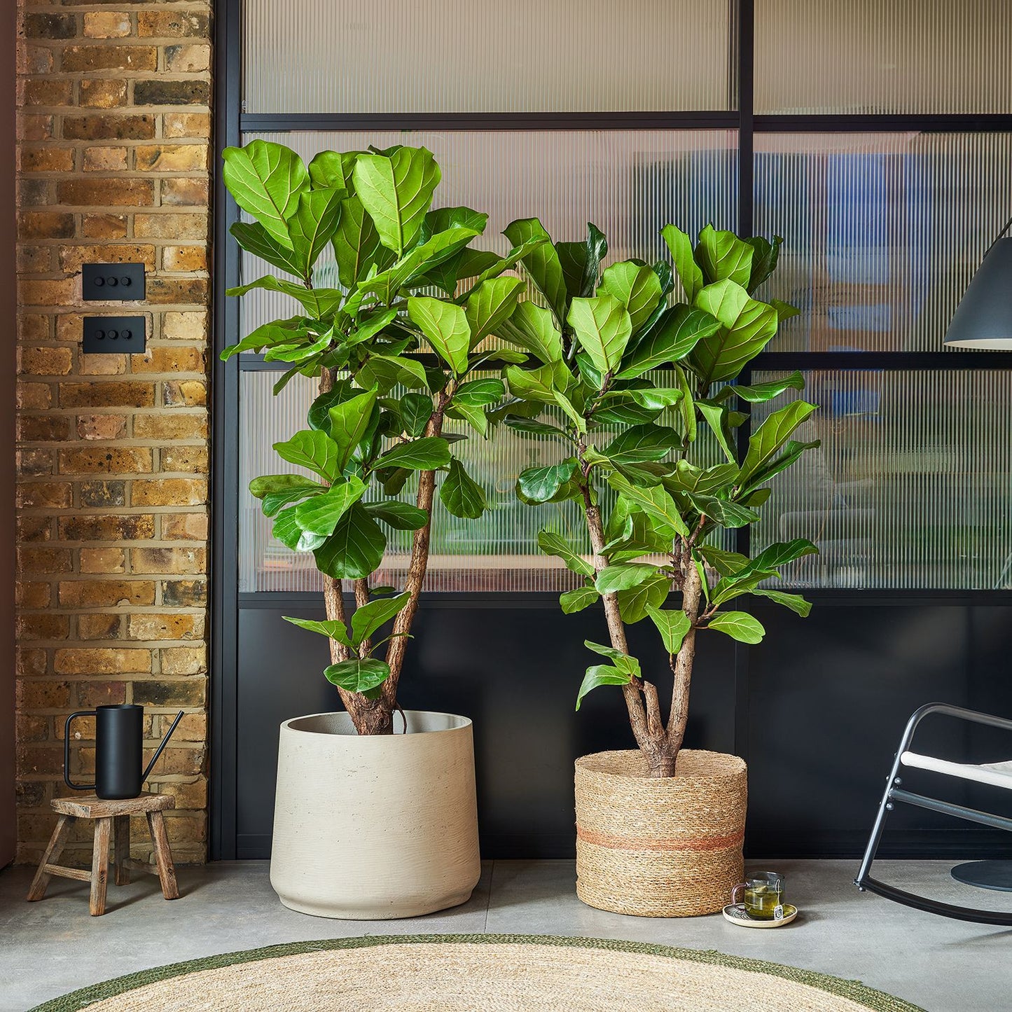 Fiddle-leaf fig
