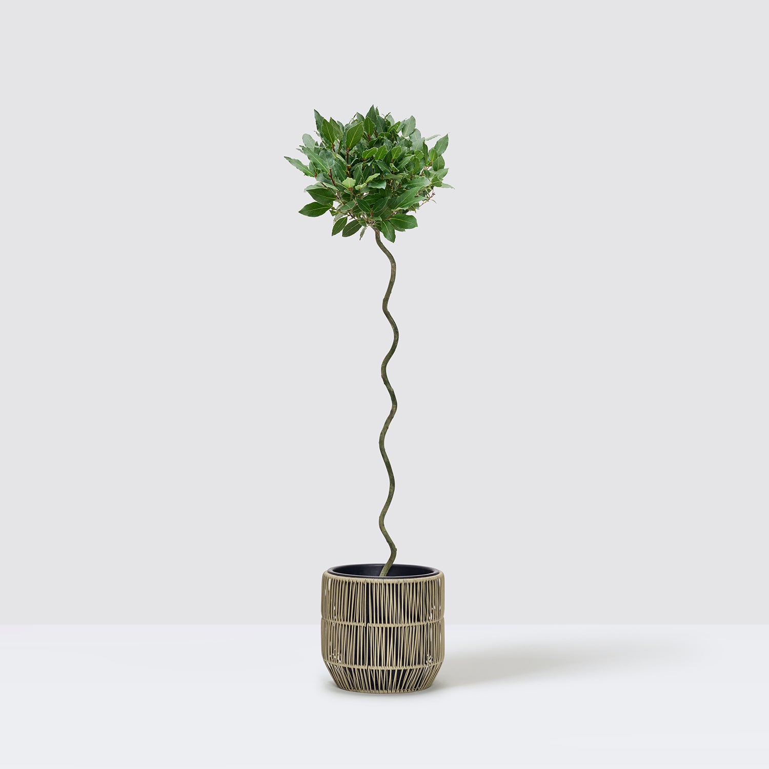 Twist Stem Bay Tree