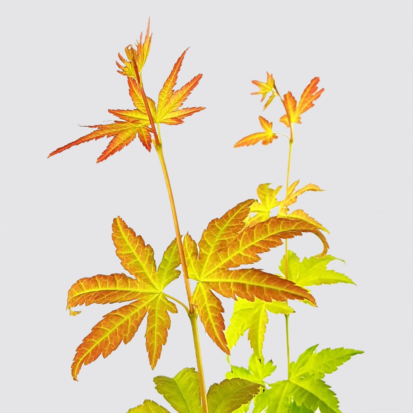 Acer Palmatum - orange dream