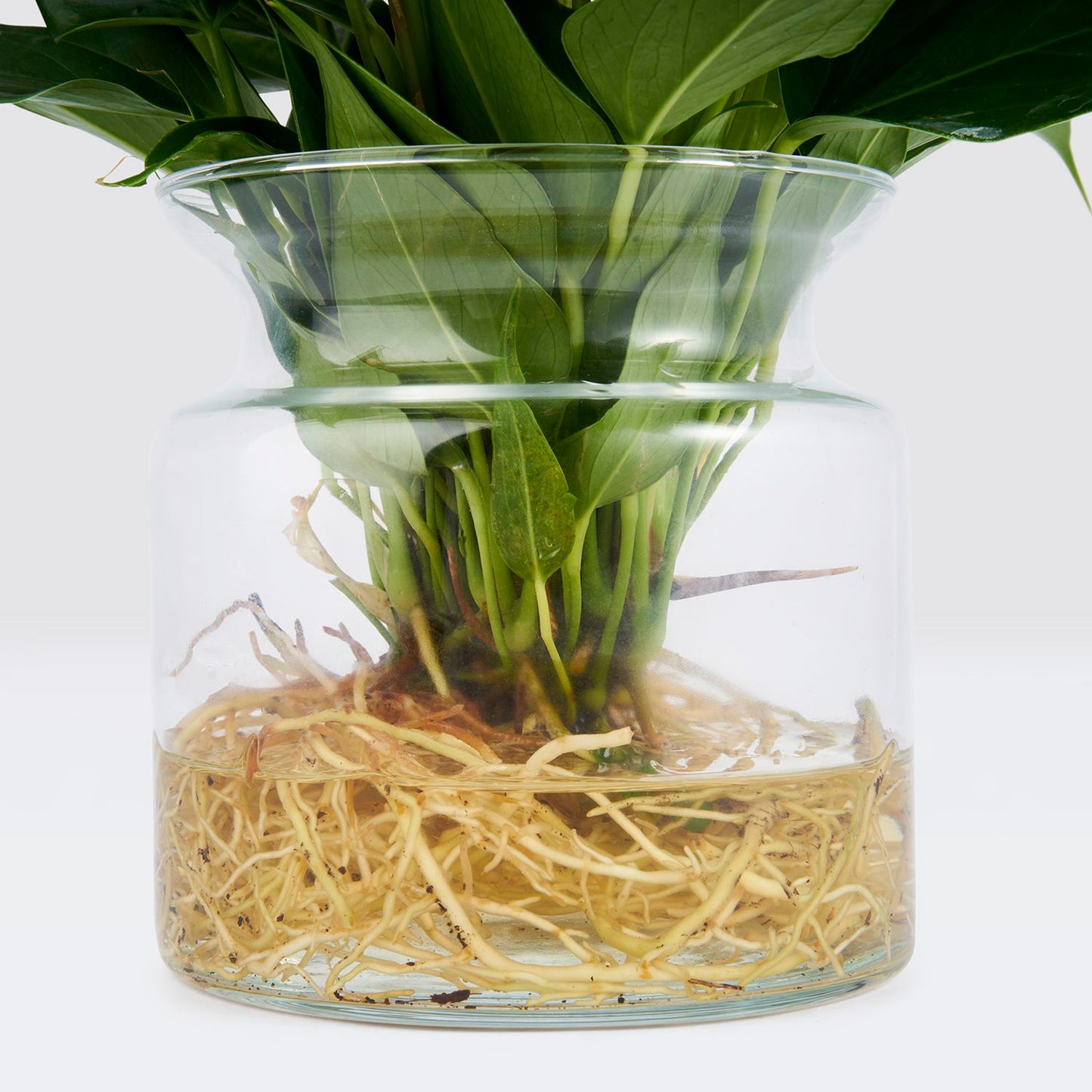Hydroponic Anthurium 'lilli'