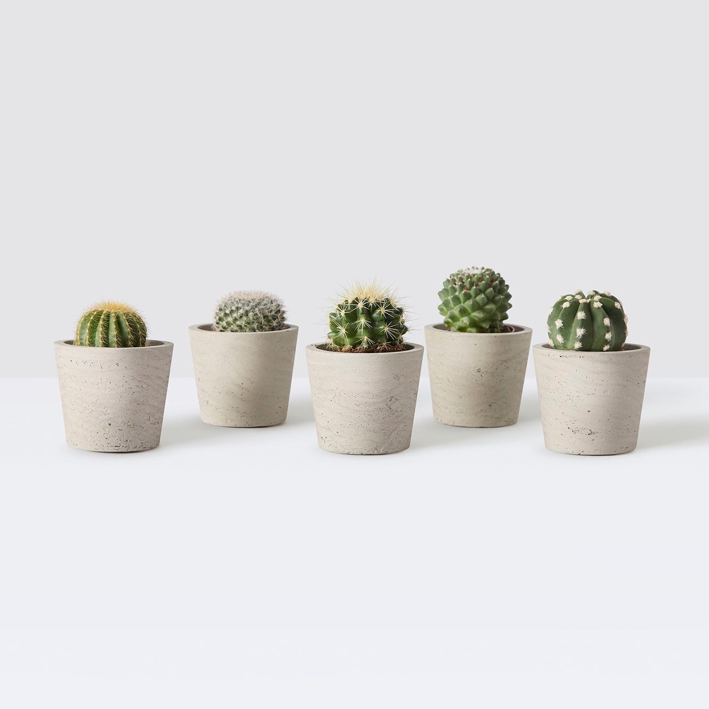 Mini cactus set - ball