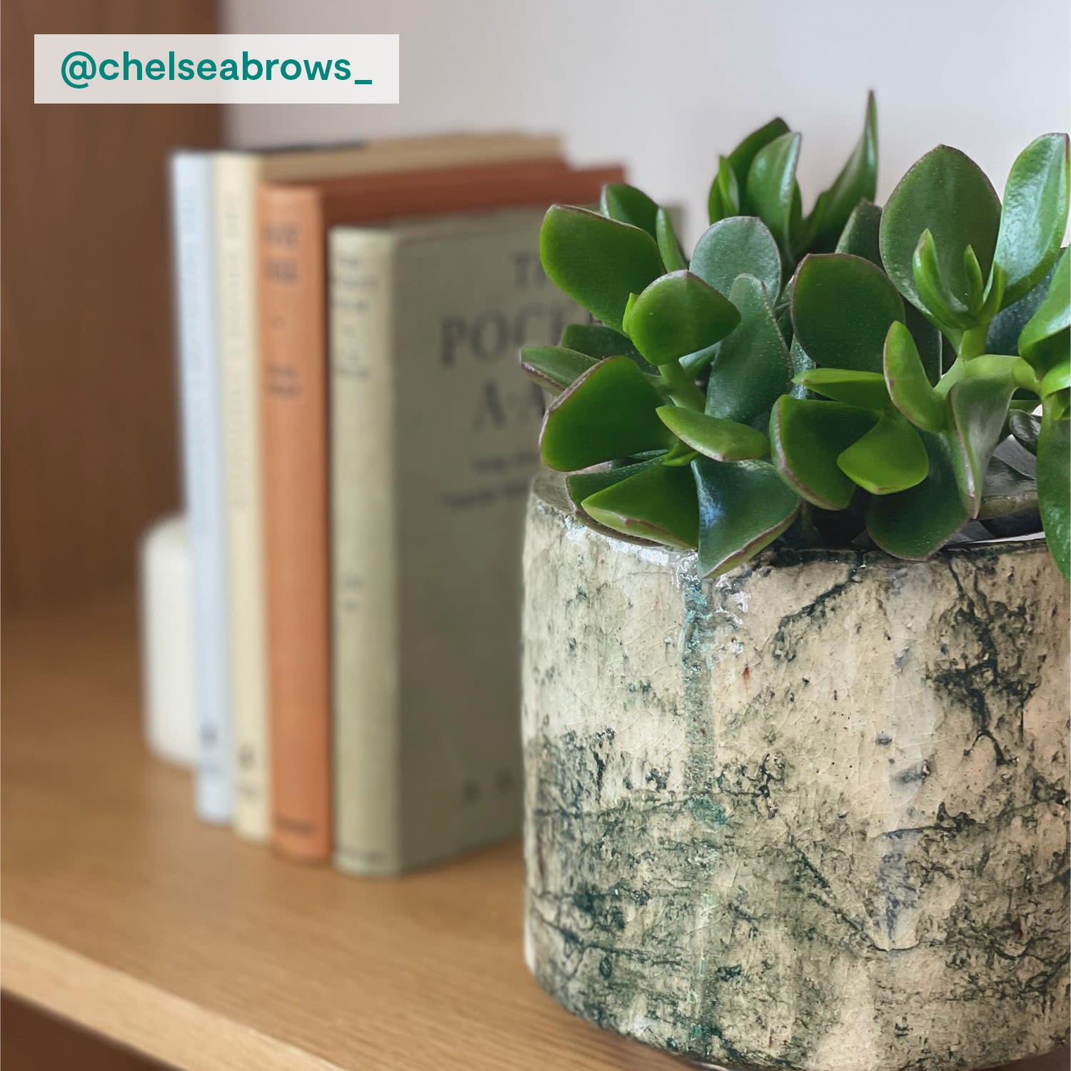Succulent plant