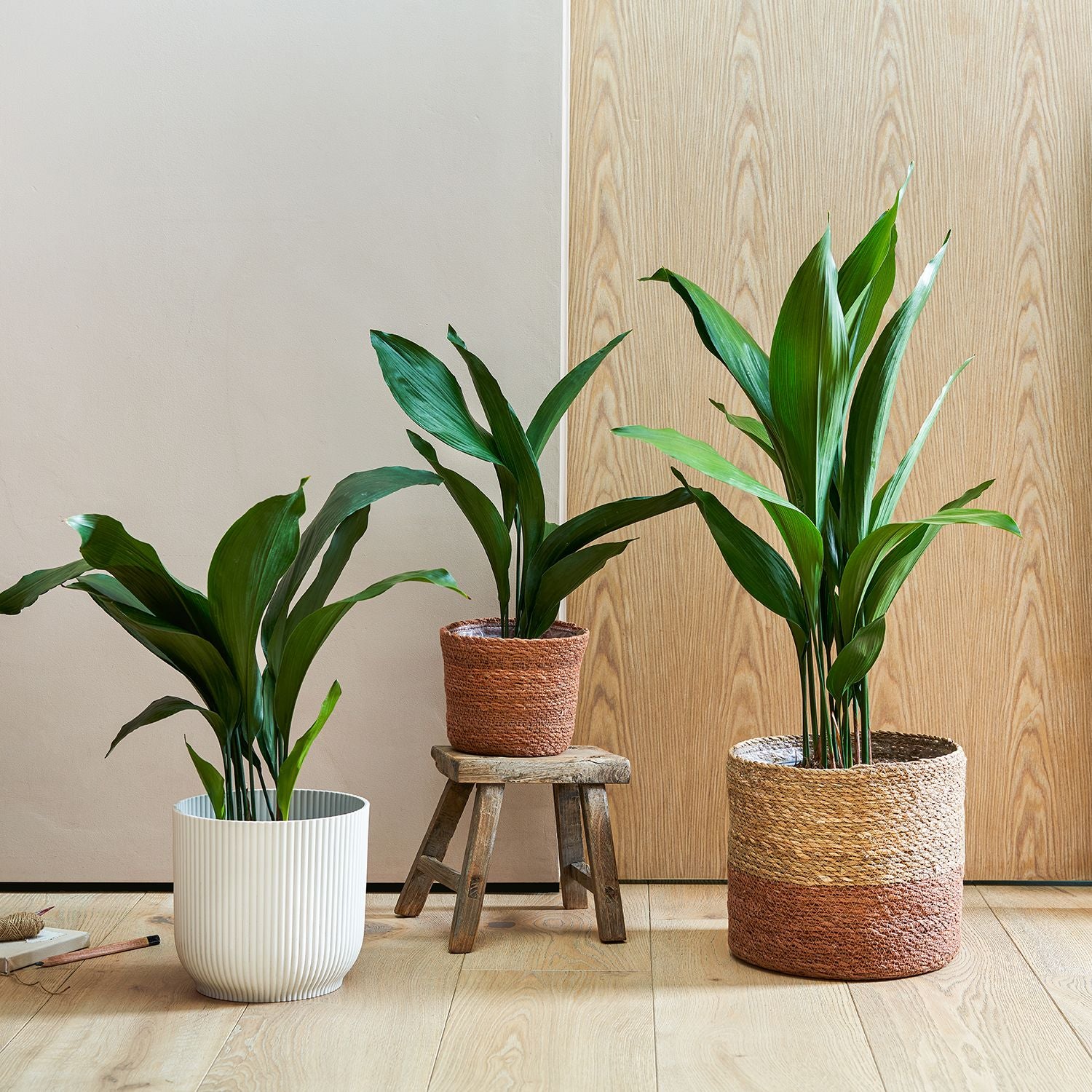 Aspidistra