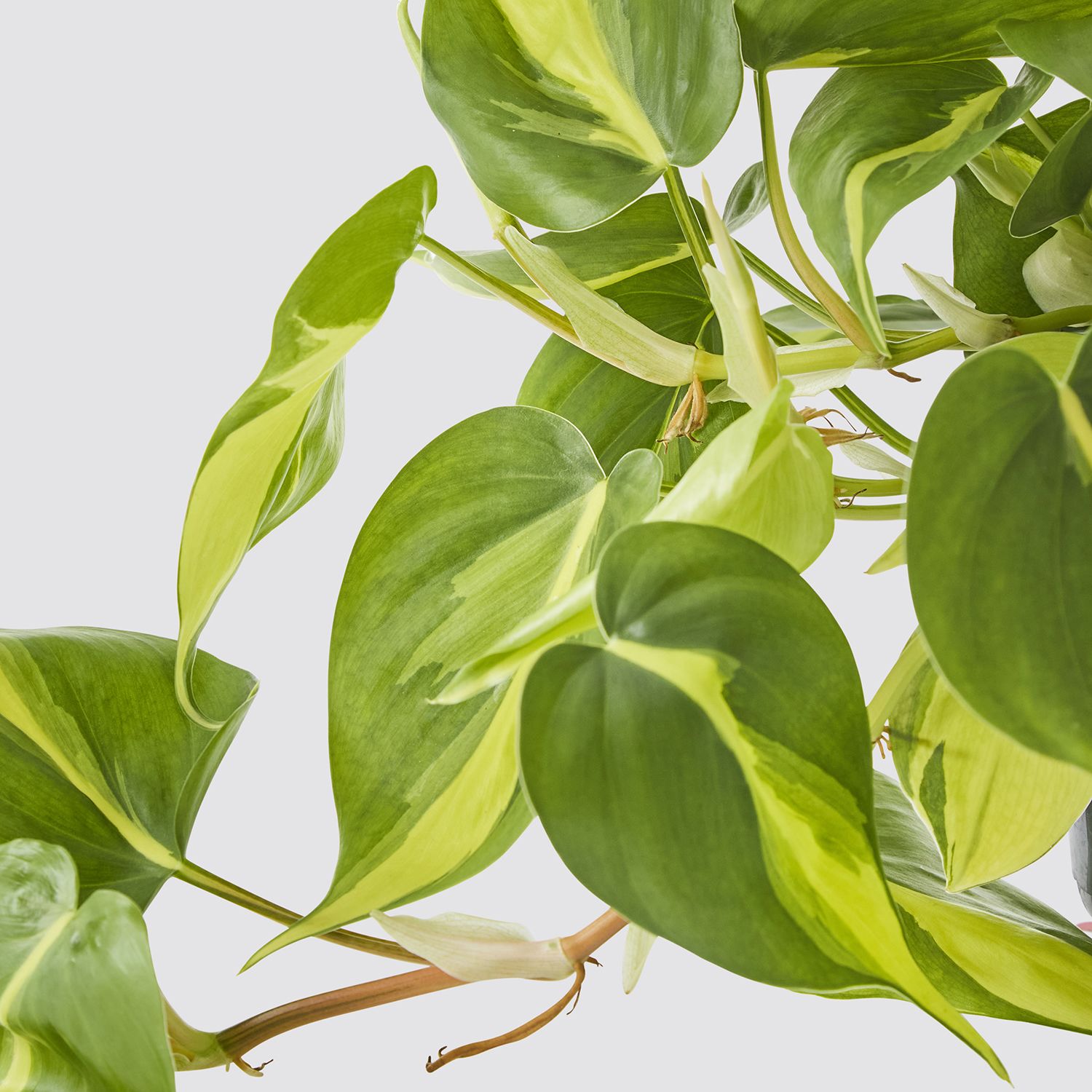 Philiodendron 'Brasil'