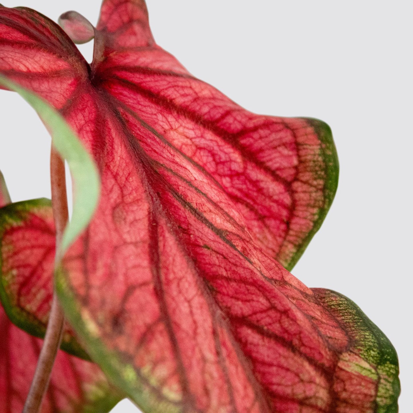 Caladium - Sweetheart