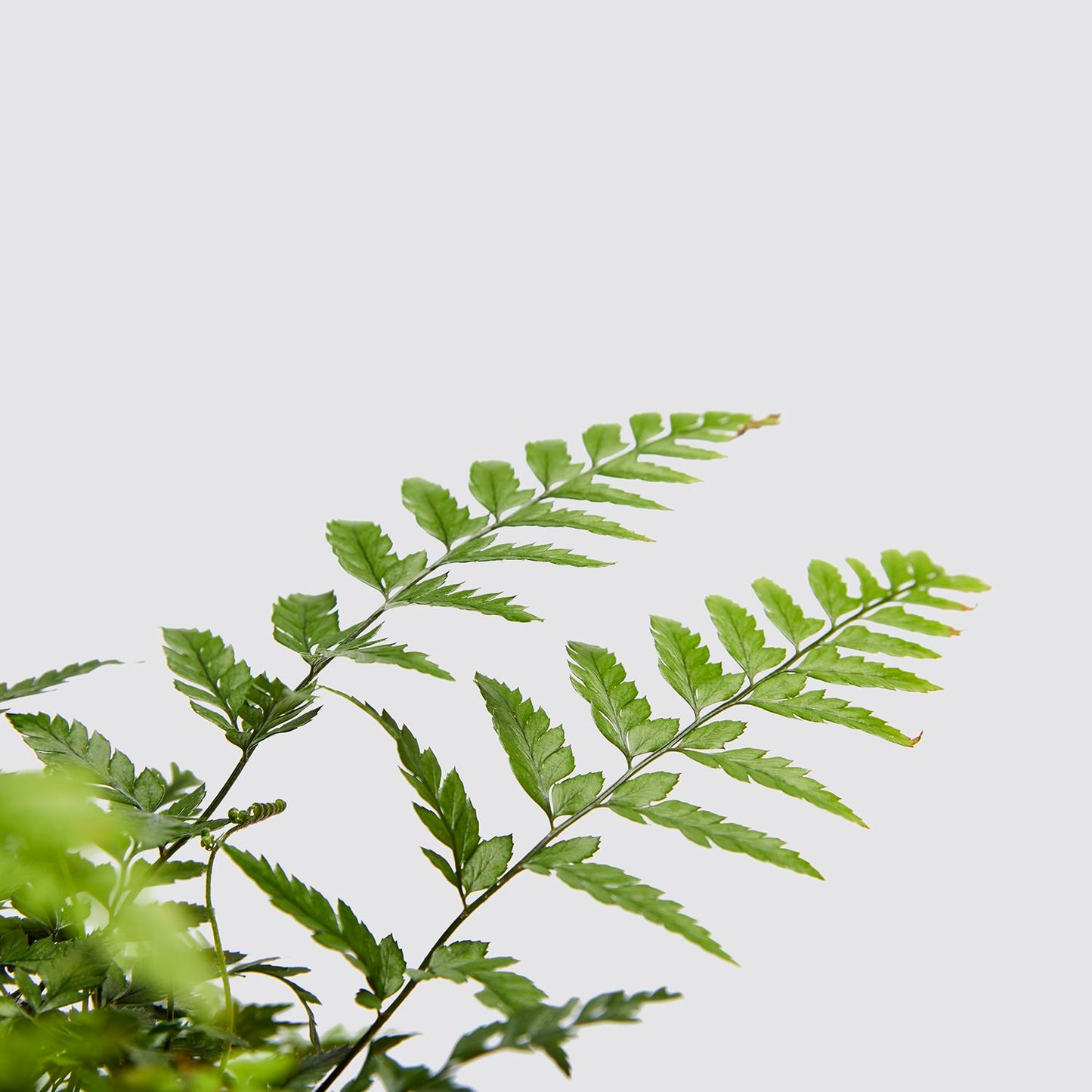 Golden shield fern