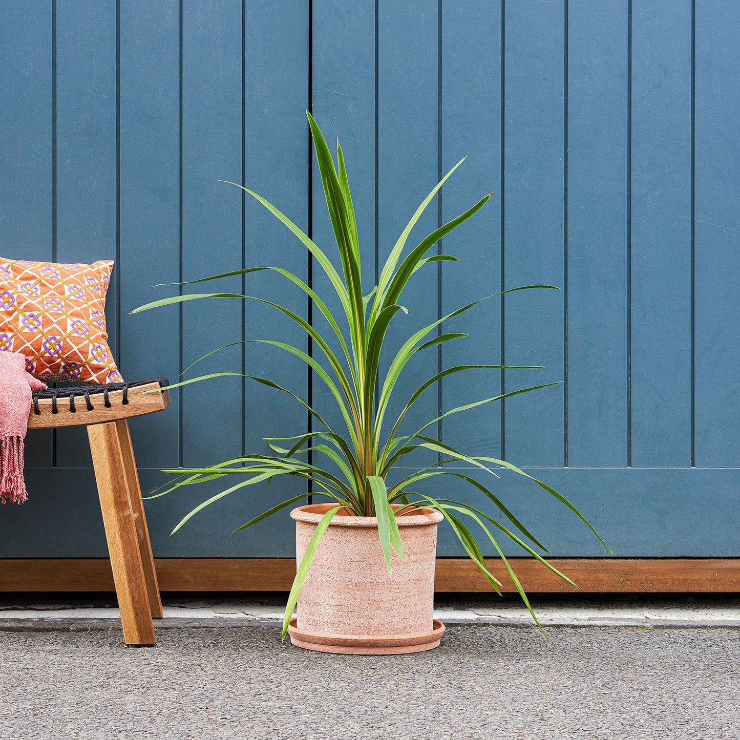 Cordyline green