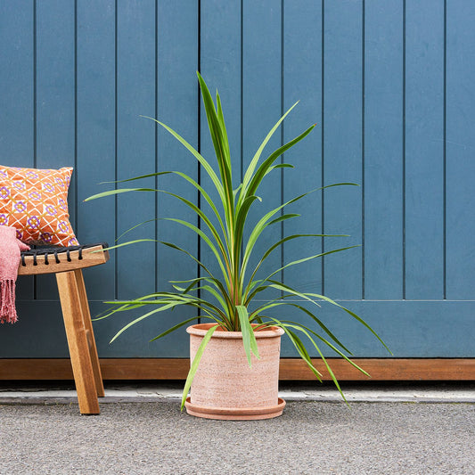 Cordyline green