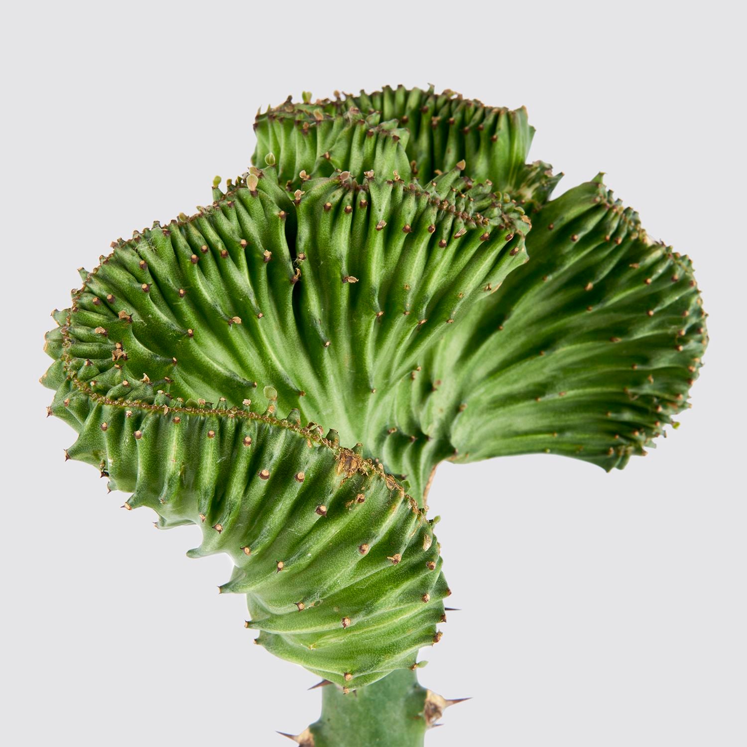 Coral cactus