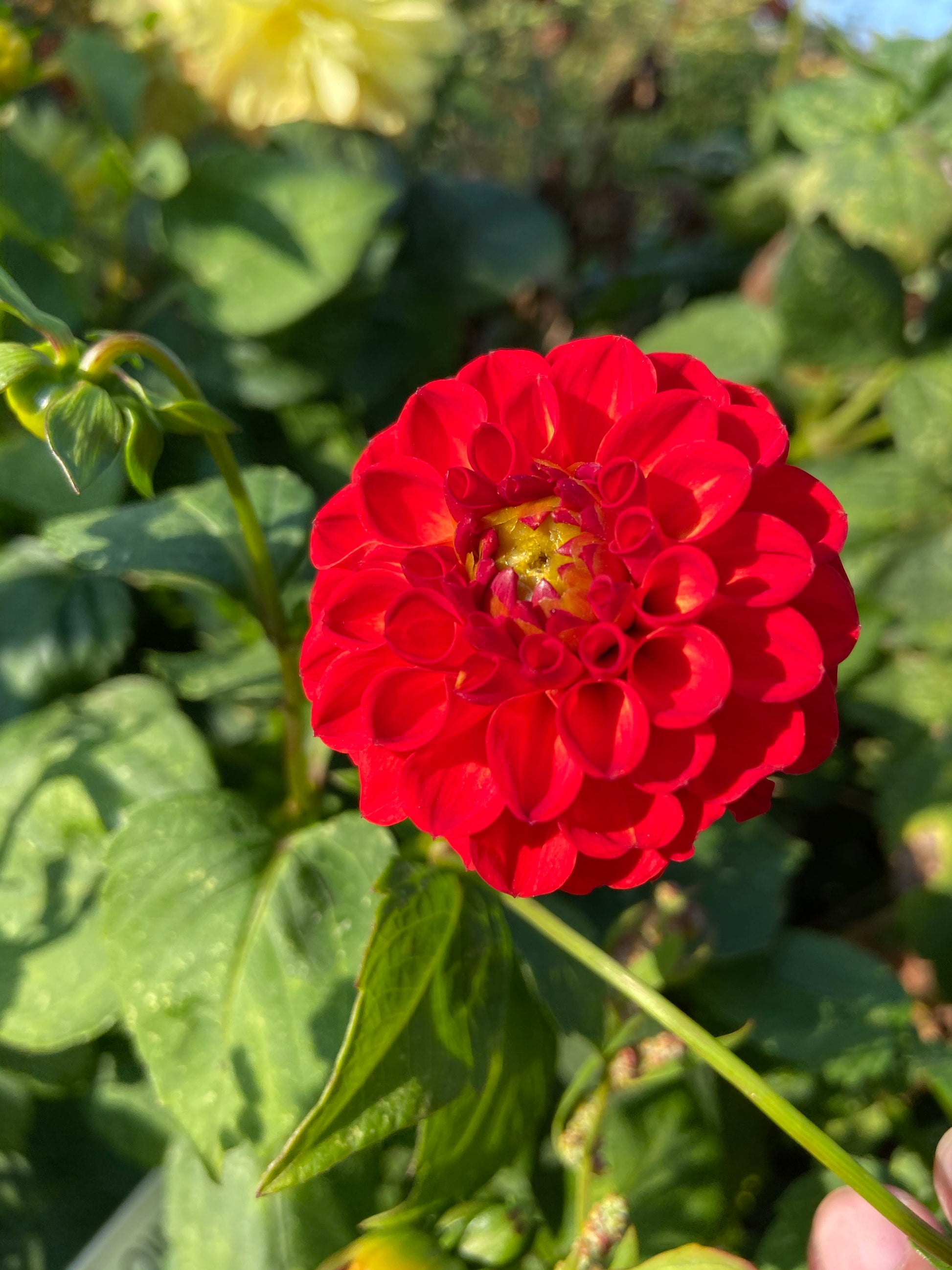 Summer flowering