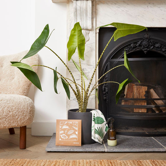 Zabrina, pot, mister & dust cloths