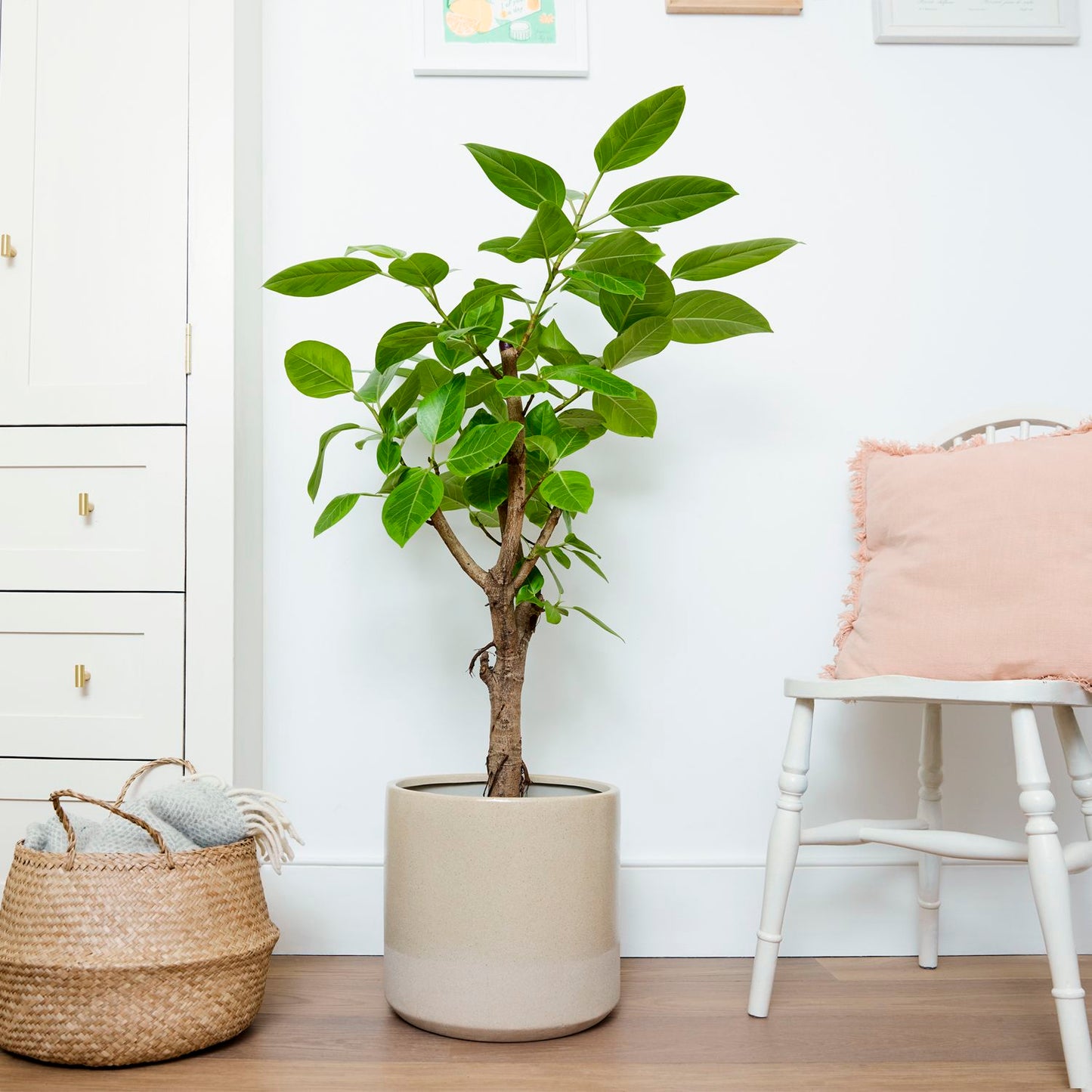 Ficus altissima yellow gem