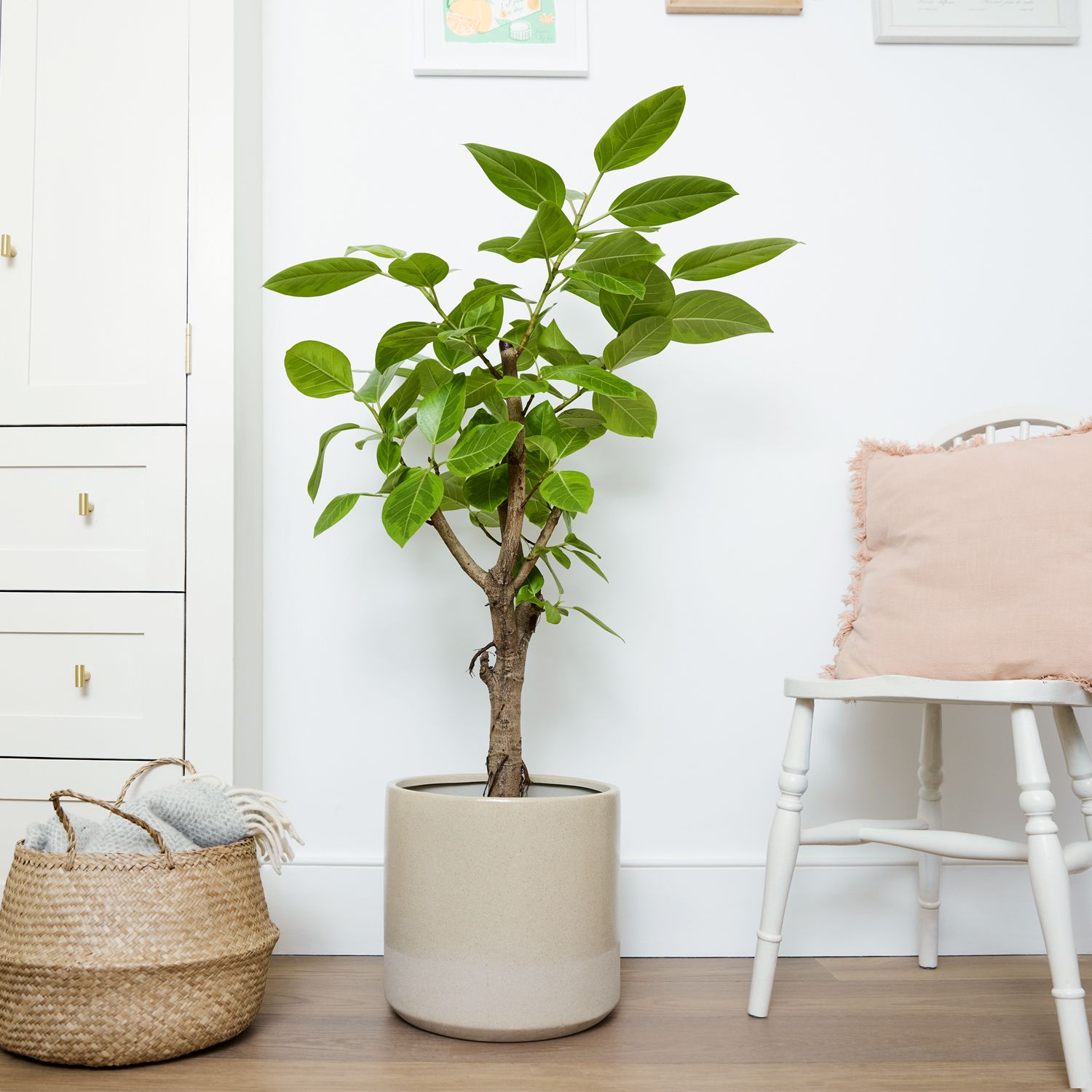 Ficus altissima yellow gem